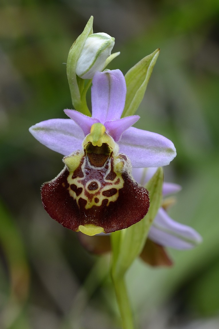 Ophrys holosericea / Ofride dei Fuchi